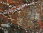 Gorgeous Araucaria Petrified Wood Slab - #6784-2